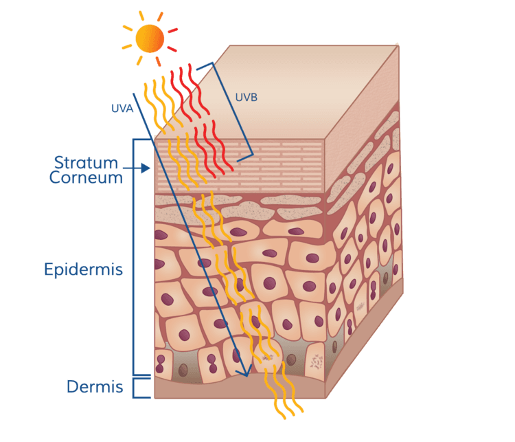 Diagram showing UVA and UVB radiation interacting with skin.