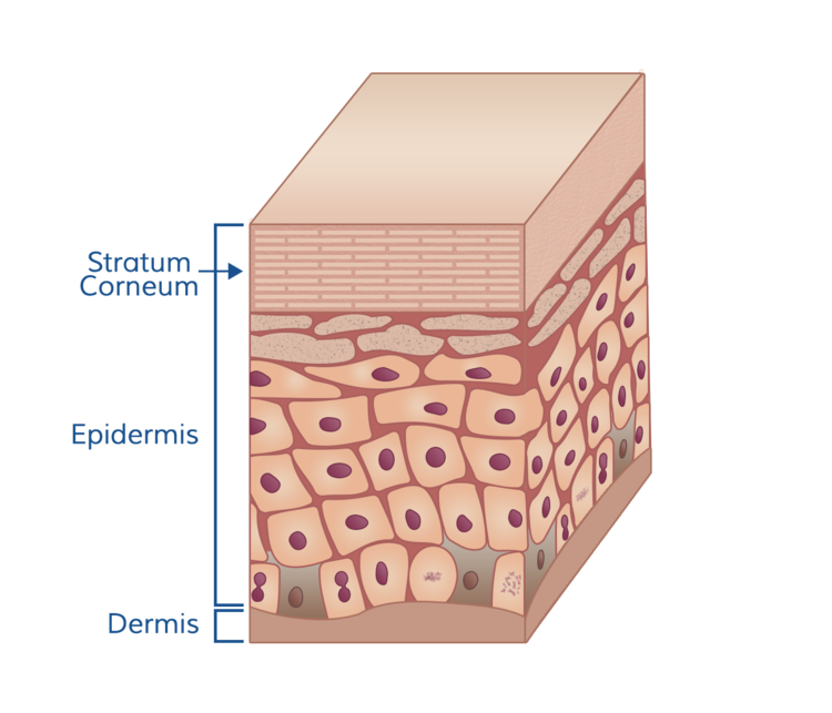 skin structure