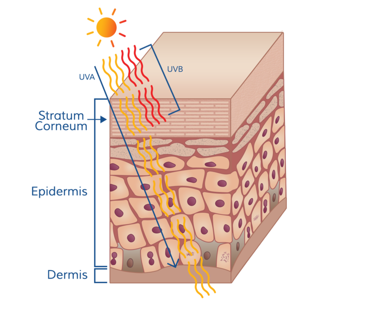 UV radiation and skin