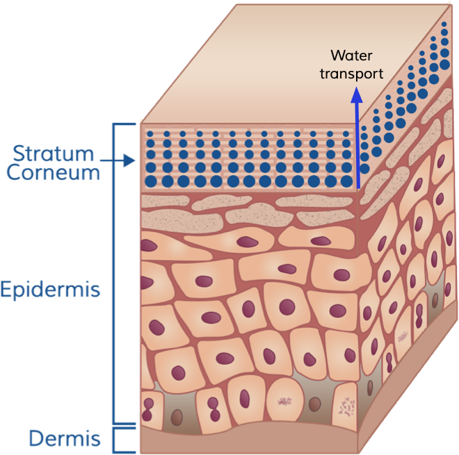 Water transport from skin